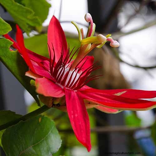 17 Top Passionflower Varieties for Your Home Garden – A Practical Guide