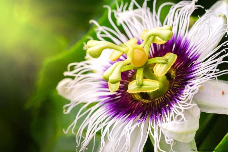 17 Top Passionflower Varieties for Your Home Garden – A Practical Guide