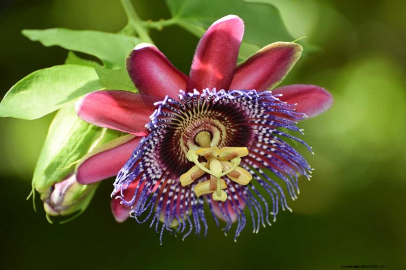 17 Top Passionflower Varieties for Your Home Garden – A Practical Guide