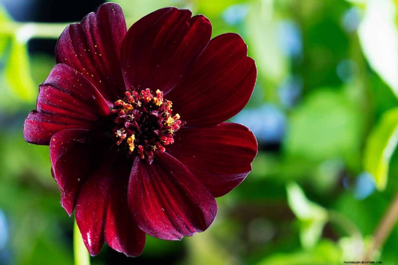 How to Grow Chocolate Cosmos Flowers: A Complete Guide for Gardeners
