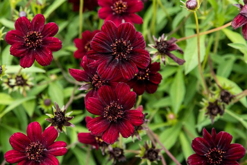 How to Grow Chocolate Cosmos Flowers: A Complete Guide for Gardeners