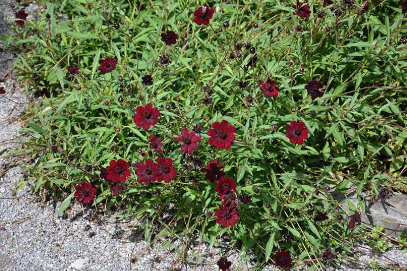 How to Grow Chocolate Cosmos Flowers: A Complete Guide for Gardeners