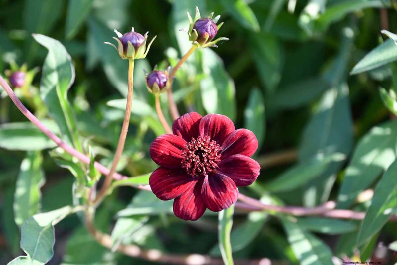 How to Grow Chocolate Cosmos Flowers: A Complete Guide for Gardeners