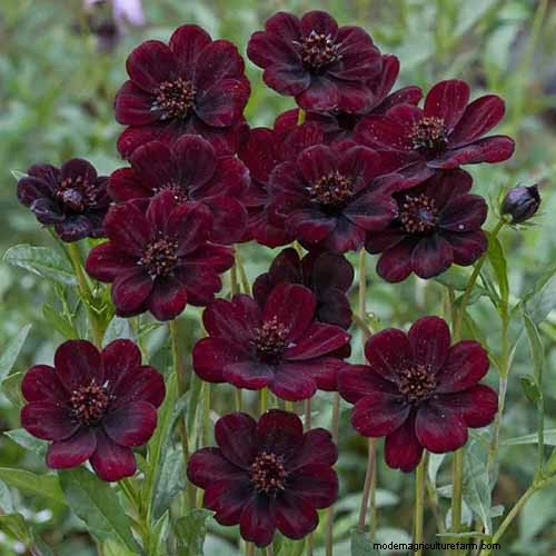 How to Grow Chocolate Cosmos Flowers: A Complete Guide for Gardeners