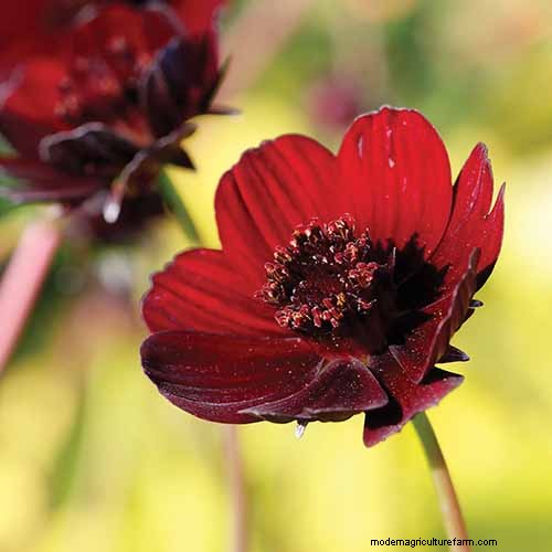 How to Grow Chocolate Cosmos Flowers: A Complete Guide for Gardeners