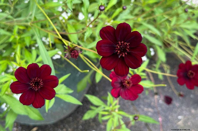 How to Grow Chocolate Cosmos Flowers: A Complete Guide for Gardeners