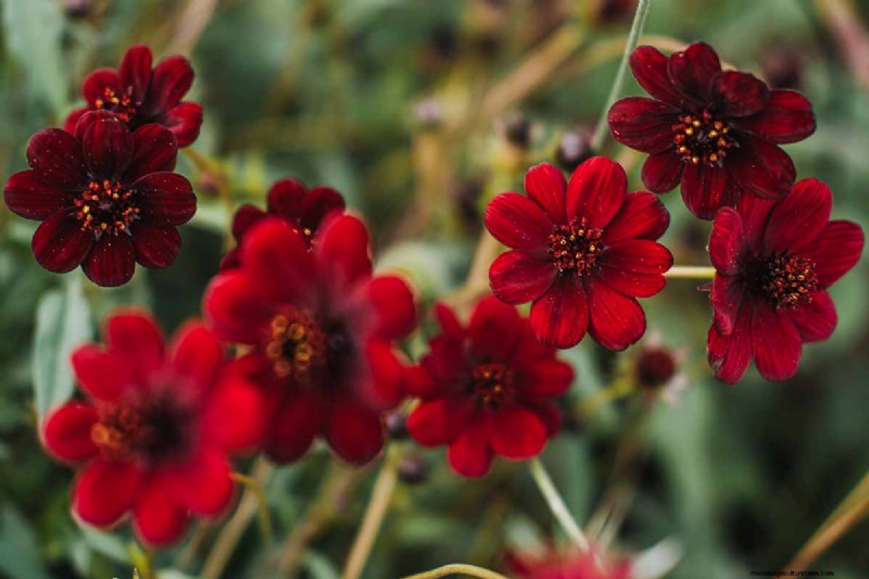 How to Grow Chocolate Cosmos Flowers: A Complete Guide for Gardeners