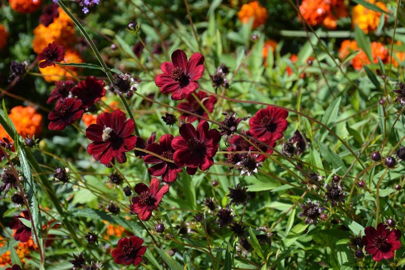 How to Grow Chocolate Cosmos Flowers: A Complete Guide for Gardeners