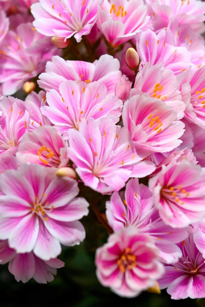 How to Grow and Care For Lewisia Bitterroot (Cliff Maids)