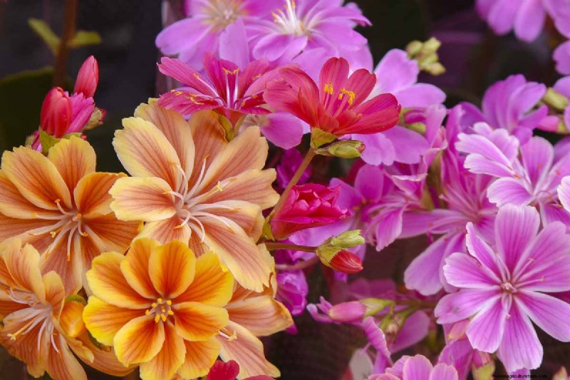 How to Grow and Care For Lewisia Bitterroot (Cliff Maids)