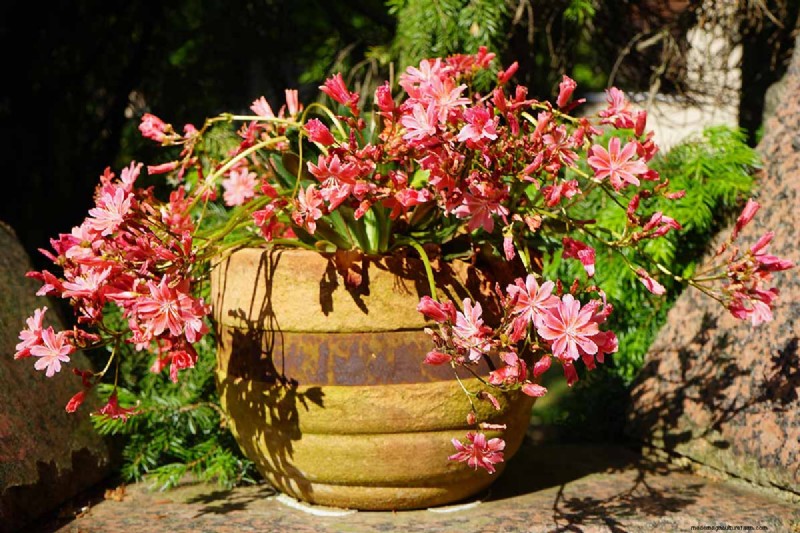 How to Grow and Care For Lewisia Bitterroot (Cliff Maids)