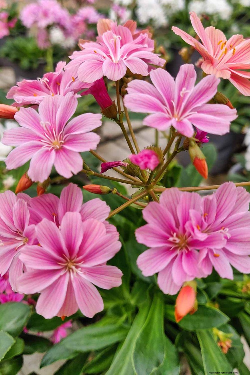 How to Grow and Care For Lewisia Bitterroot (Cliff Maids)