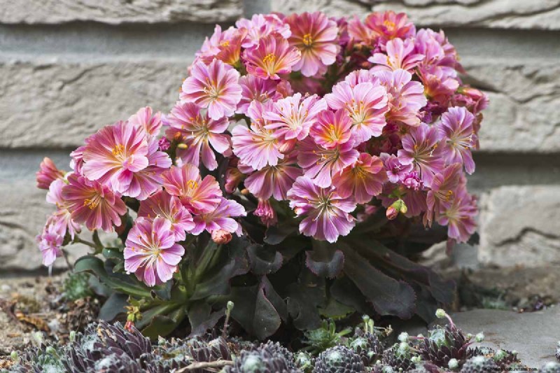 How to Grow and Care For Lewisia Bitterroot (Cliff Maids)