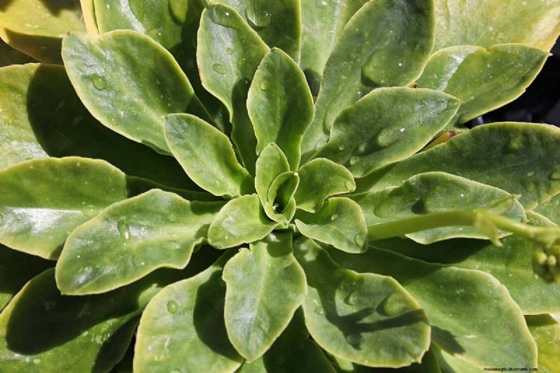 How to Grow and Care For Lewisia Bitterroot (Cliff Maids)