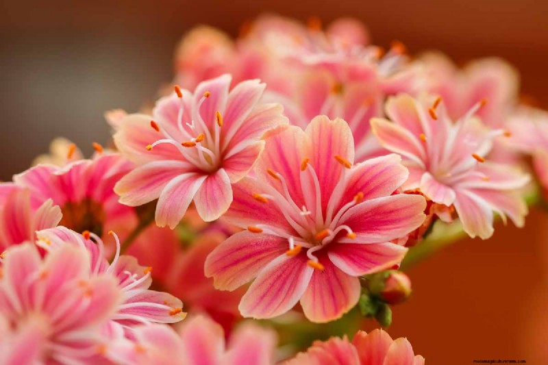 How to Grow and Care For Lewisia Bitterroot (Cliff Maids)
