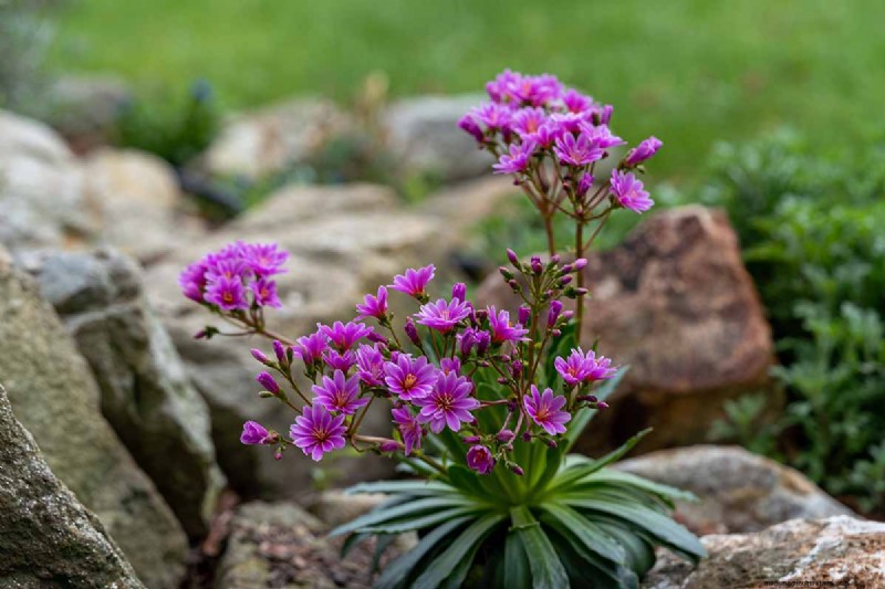 How to Grow and Care For Lewisia Bitterroot (Cliff Maids)