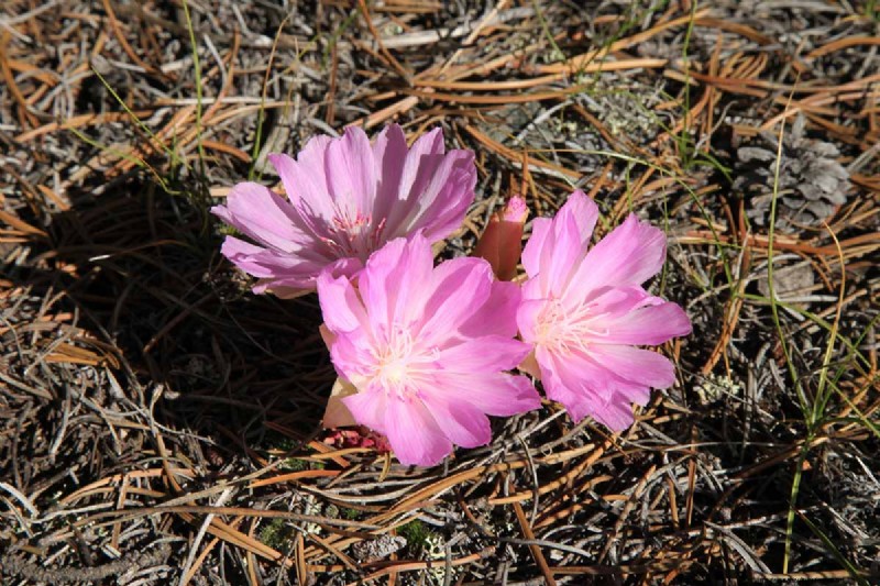 How to Grow and Care For Lewisia Bitterroot (Cliff Maids)