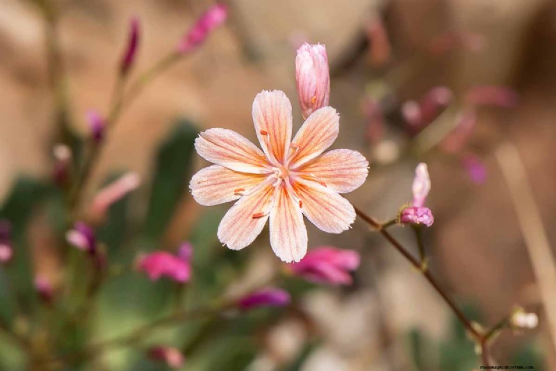How to Grow and Care For Lewisia Bitterroot (Cliff Maids)