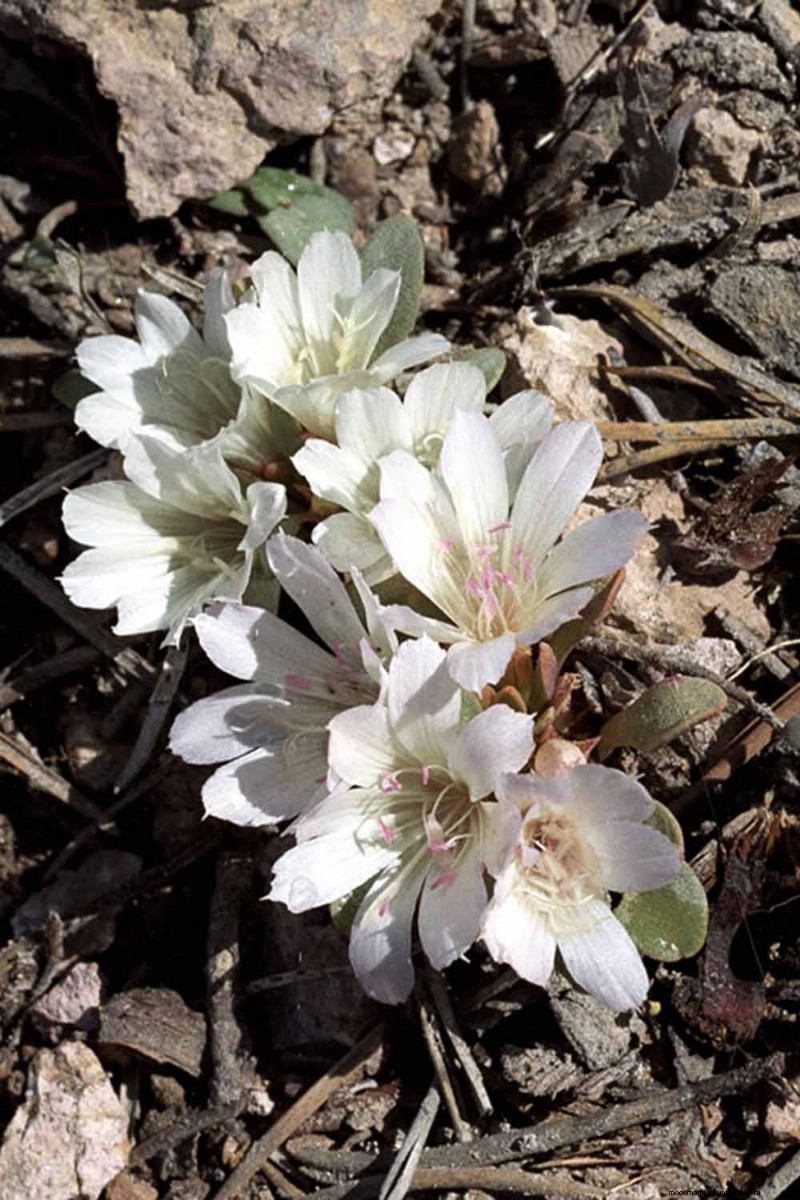 How to Grow and Care For Lewisia Bitterroot (Cliff Maids)