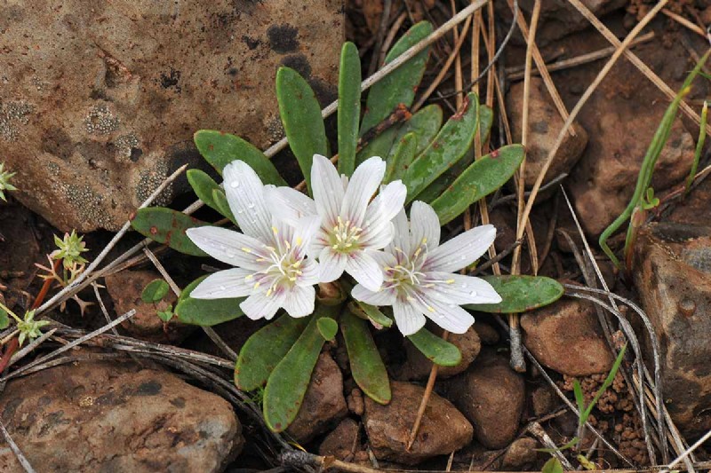How to Grow and Care For Lewisia Bitterroot (Cliff Maids)