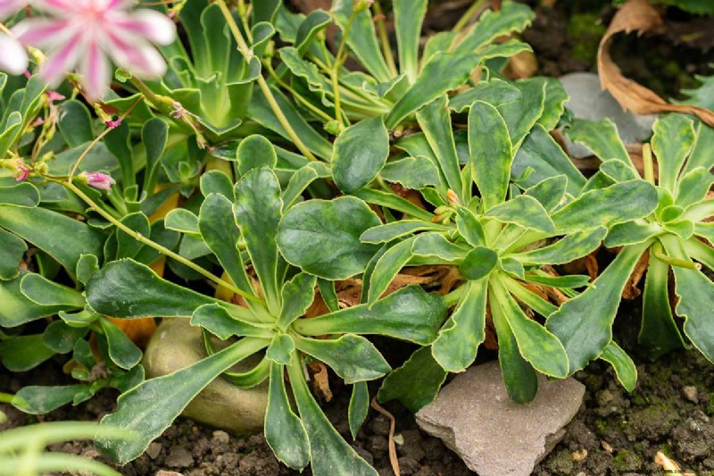How to Grow and Care For Lewisia Bitterroot (Cliff Maids)