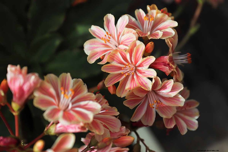 How to Grow and Care For Lewisia Bitterroot (Cliff Maids)