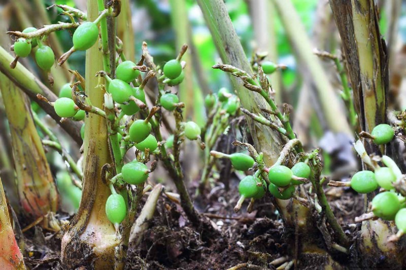 15 Tropical Herbs and Spices to Grow at Home