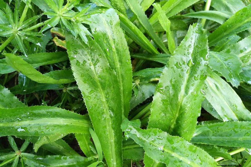 15 Tropical Herbs and Spices to Grow at Home