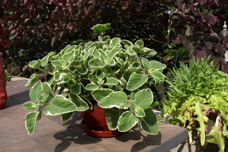 15 Tropical Herbs and Spices to Grow at Home