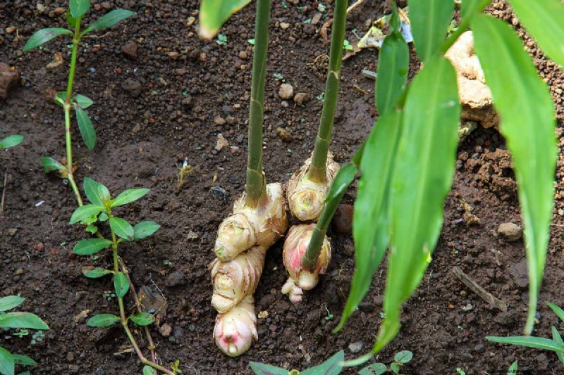 15 Tropical Herbs and Spices to Grow at Home