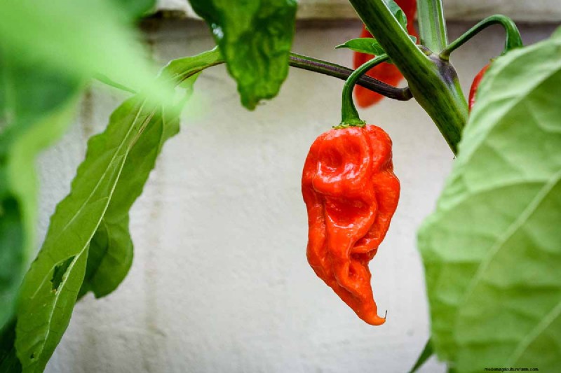 15 Tropical Herbs and Spices to Grow at Home