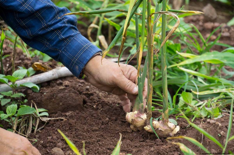 15 Tropical Herbs and Spices to Grow at Home