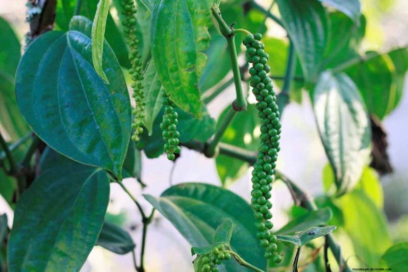 15 Tropical Herbs and Spices to Grow at Home