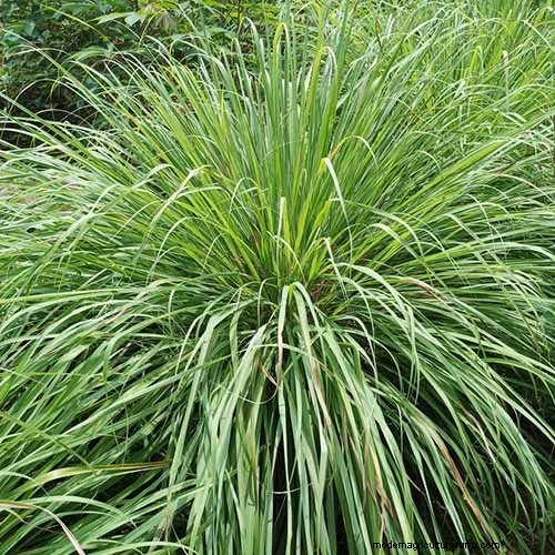 15 Tropical Herbs and Spices to Grow at Home
