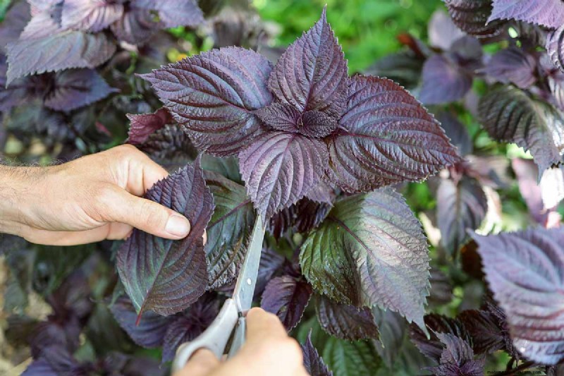 15 Tropical Herbs and Spices to Grow at Home