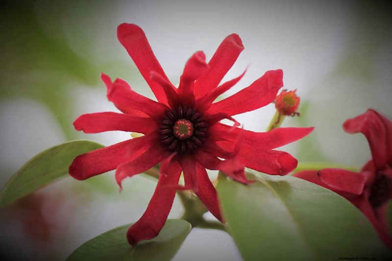 15 Tropical Herbs and Spices to Grow at Home
