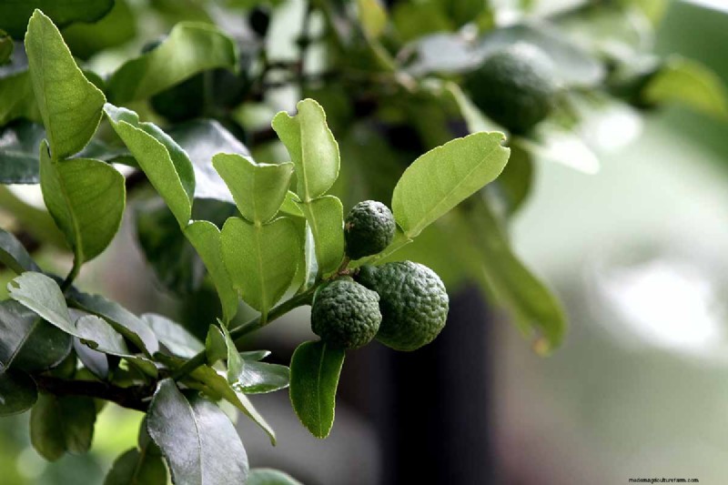 15 Tropical Herbs and Spices to Grow at Home