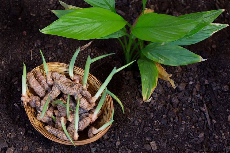 15 Tropical Herbs and Spices to Grow at Home