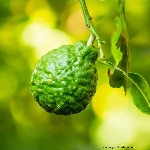 15 Tropical Herbs and Spices to Grow at Home