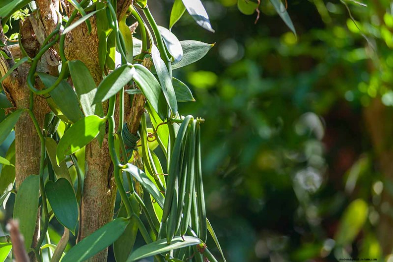 15 Tropical Herbs and Spices to Grow at Home