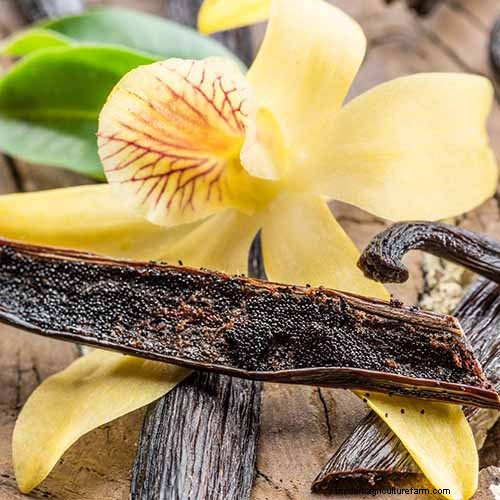 15 Tropical Herbs and Spices to Grow at Home