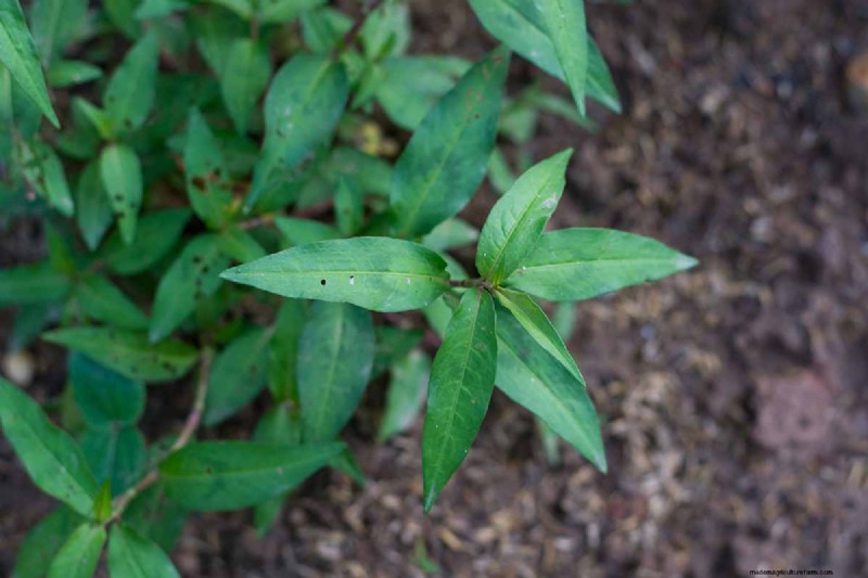 15 Tropical Herbs and Spices to Grow at Home