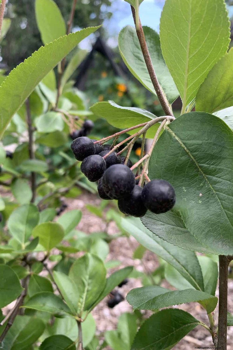 How to Grow Aronia (Chokeberry): A Comprehensive Planting & Care Guide