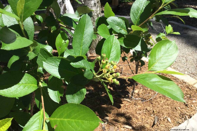 How to Grow Aronia (Chokeberry): A Comprehensive Planting & Care Guide