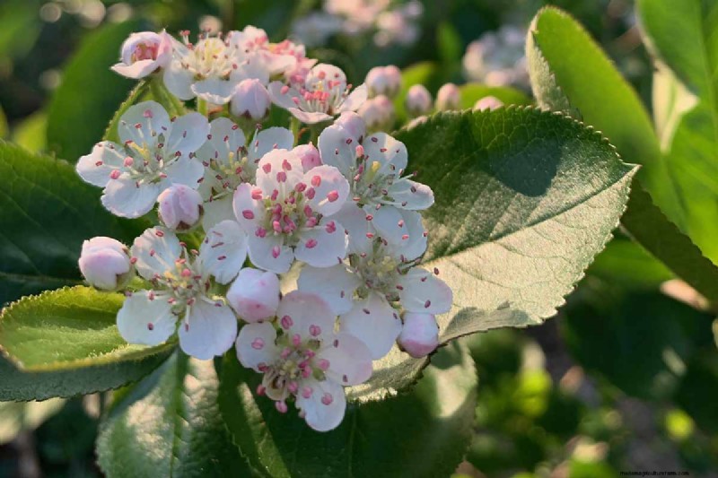 How to Grow Aronia (Chokeberry): A Comprehensive Planting & Care Guide