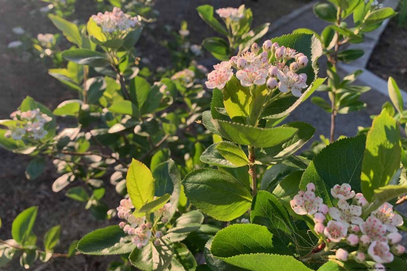 How to Grow Aronia (Chokeberry): A Comprehensive Planting & Care Guide