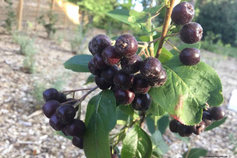 How to Grow Aronia (Chokeberry): A Comprehensive Planting & Care Guide
