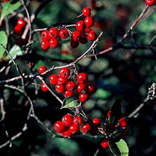 How to Grow Aronia (Chokeberry): A Comprehensive Planting & Care Guide