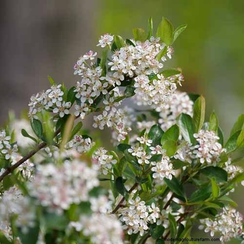 How to Grow Aronia (Chokeberry): A Comprehensive Planting & Care Guide
