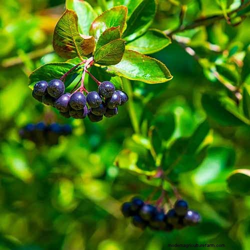 How to Grow Aronia (Chokeberry): A Comprehensive Planting & Care Guide